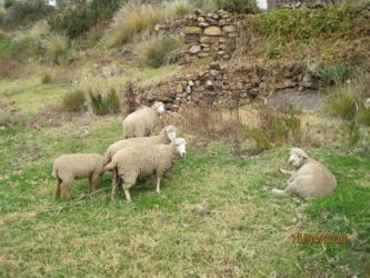 Moutons à Pariti
