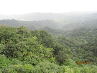 Forêt d'El Yunque