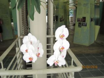 Orchidées de Porto Rico