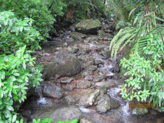 Rivière dans la forêt d'El Yunque