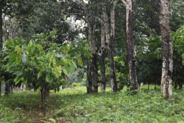 Association cacao-hévéa à Adzopé (Est de la Côte d'Ivoire) - Copie