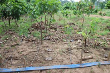Irrigation cacao goutte à goutte