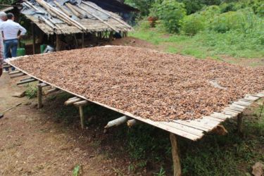 Séchage des fèves de cacao